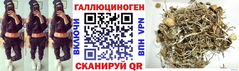 Галлюциногенные грибы Psilocybine cubensis  Чулым 
